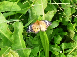 P1020057.JPG