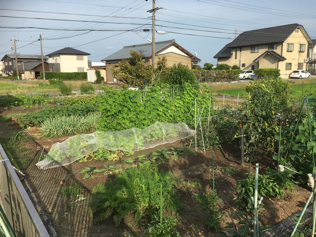 家庭菜園楽しもう！