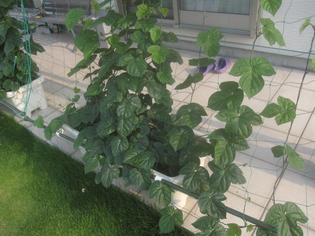 0628　緑のカーテン.jpg