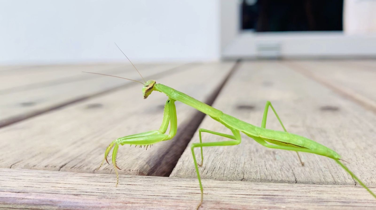 カマキリ