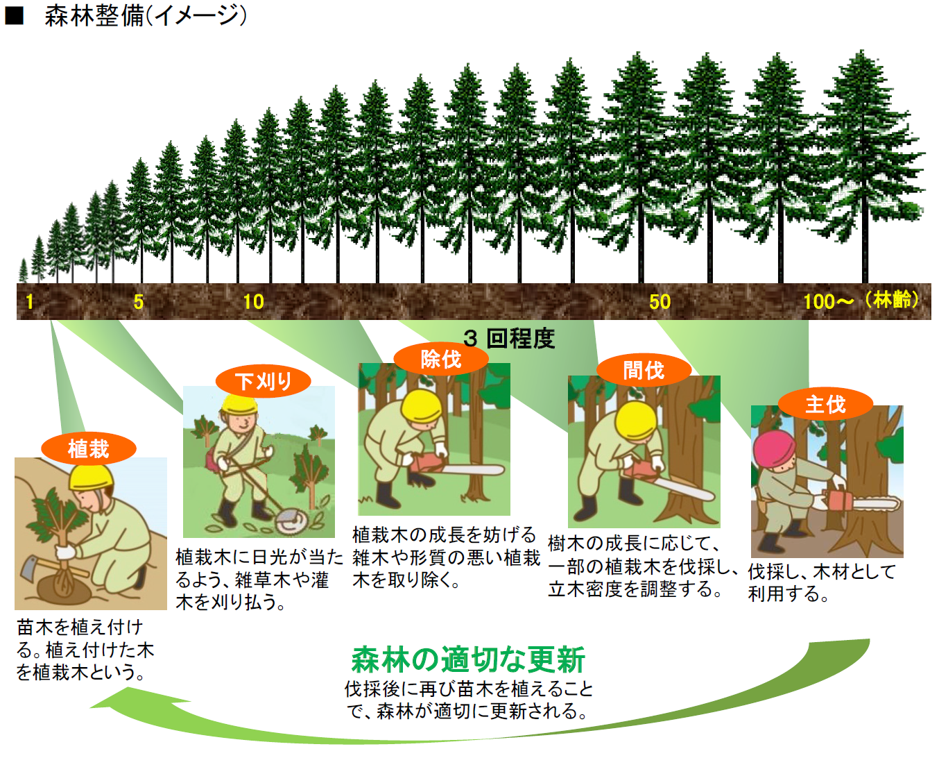 森林の整備イメージ