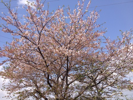 2013-04-05 11.14.40.jpg