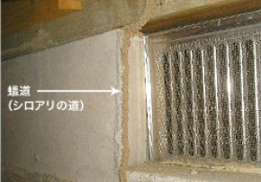 蟻道(シロアリの道)