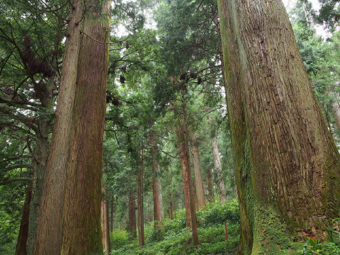 檜は他の木材(例:杉)よりも厳しい環境で生息する