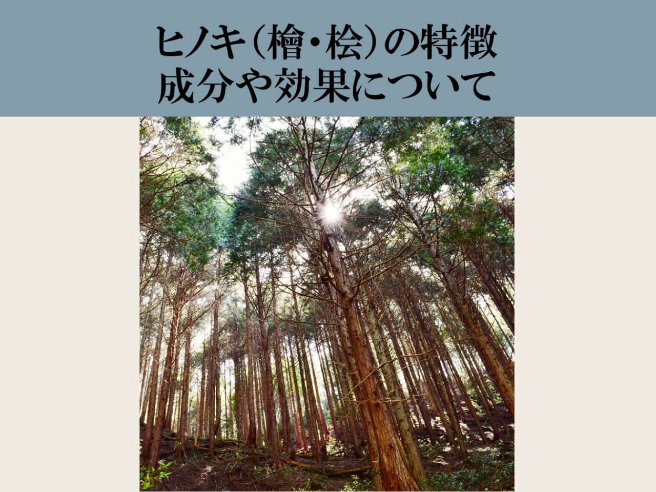 ヒノキ（檜・桧）の特徴　成分や効果について