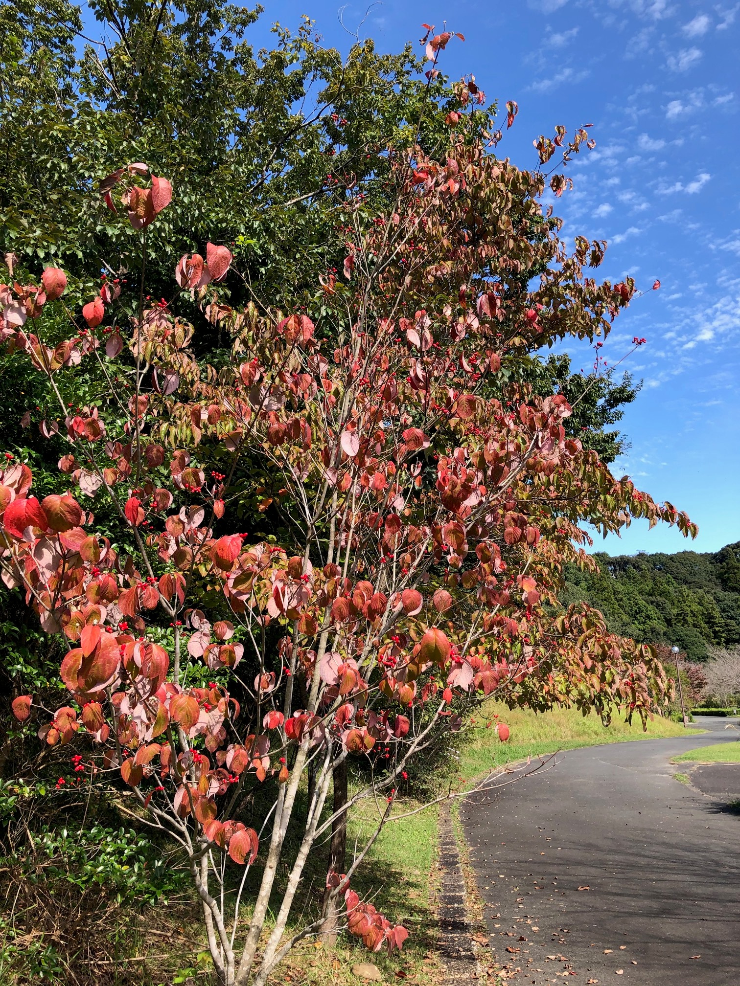 はなみずきの紅葉が綺麗