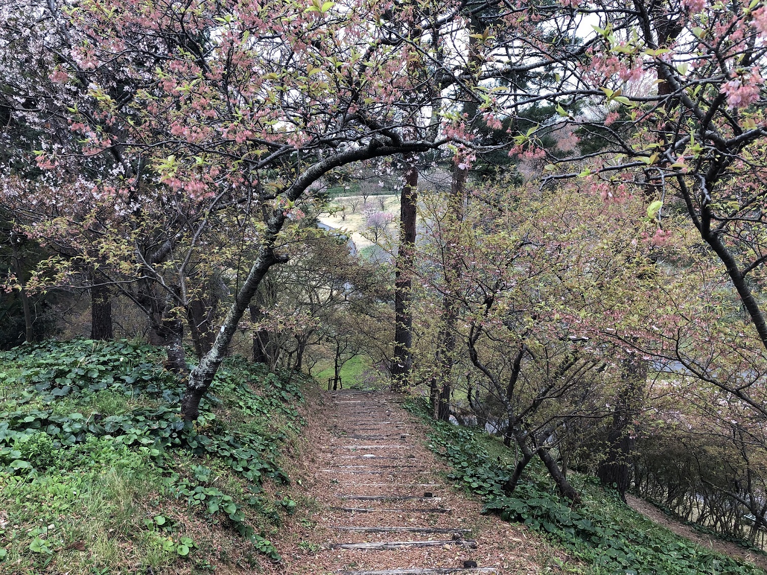 はままつフラワーパーク　桜