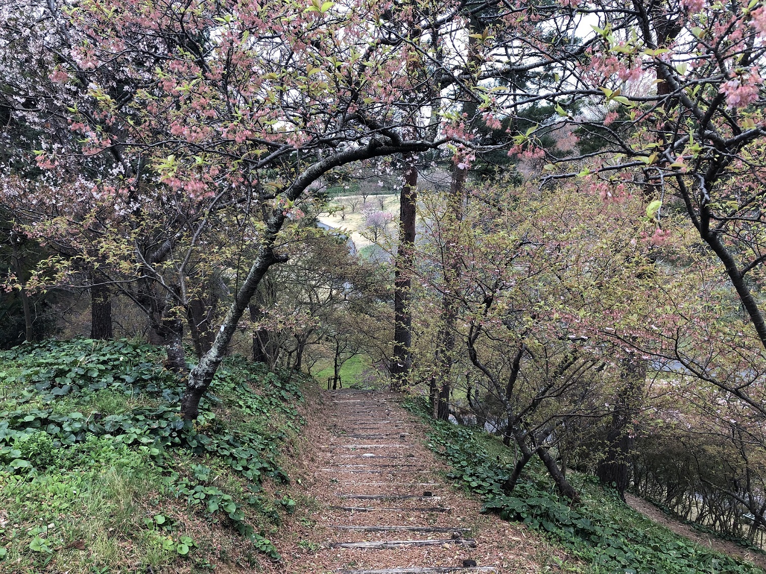 はままつフラワーパーク　桜