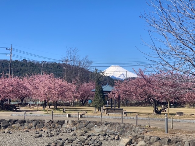 桜と富士山