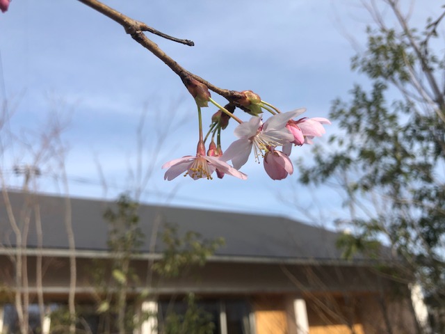 春の花といえば・・・