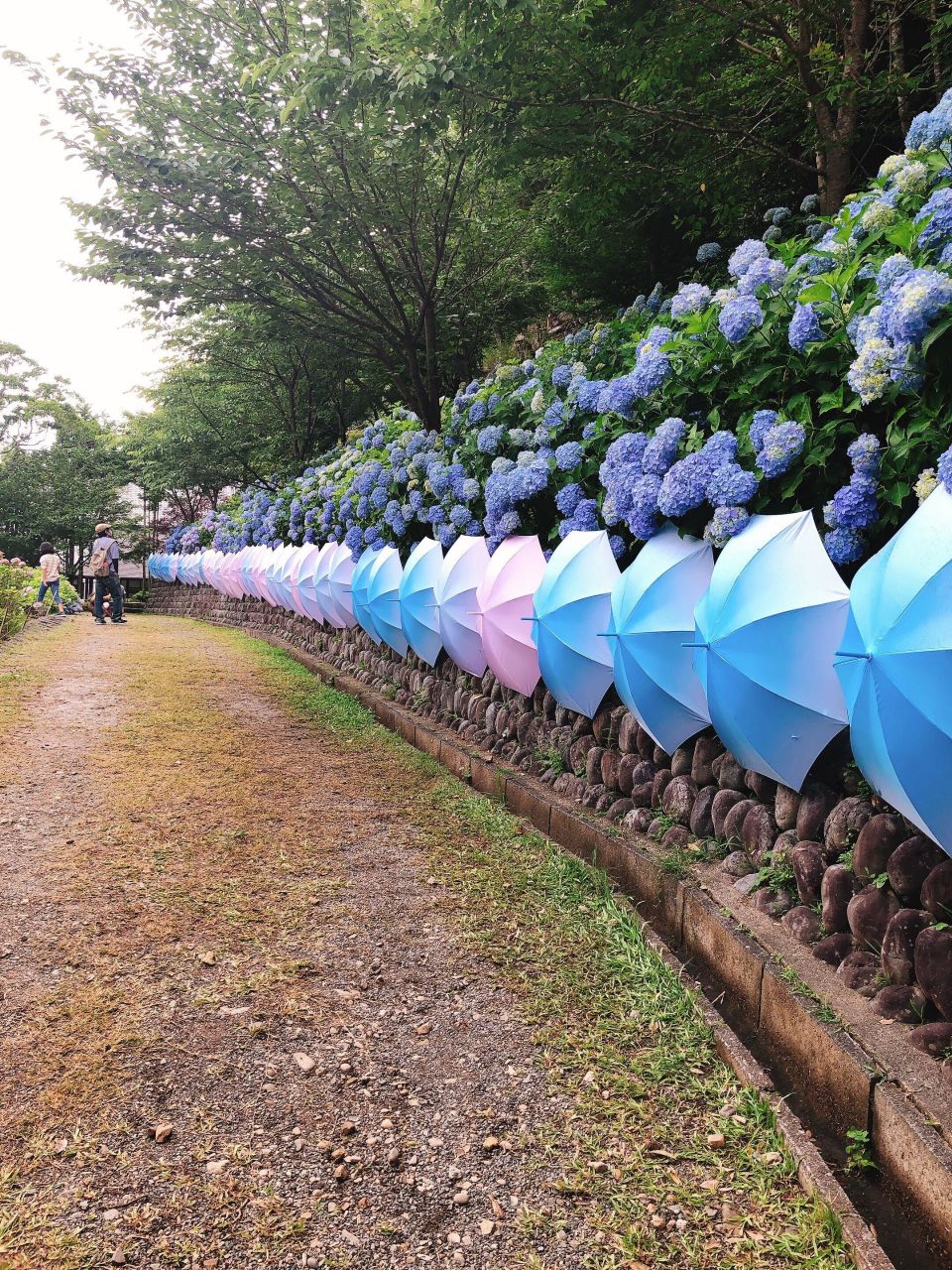 法多山の紫陽花