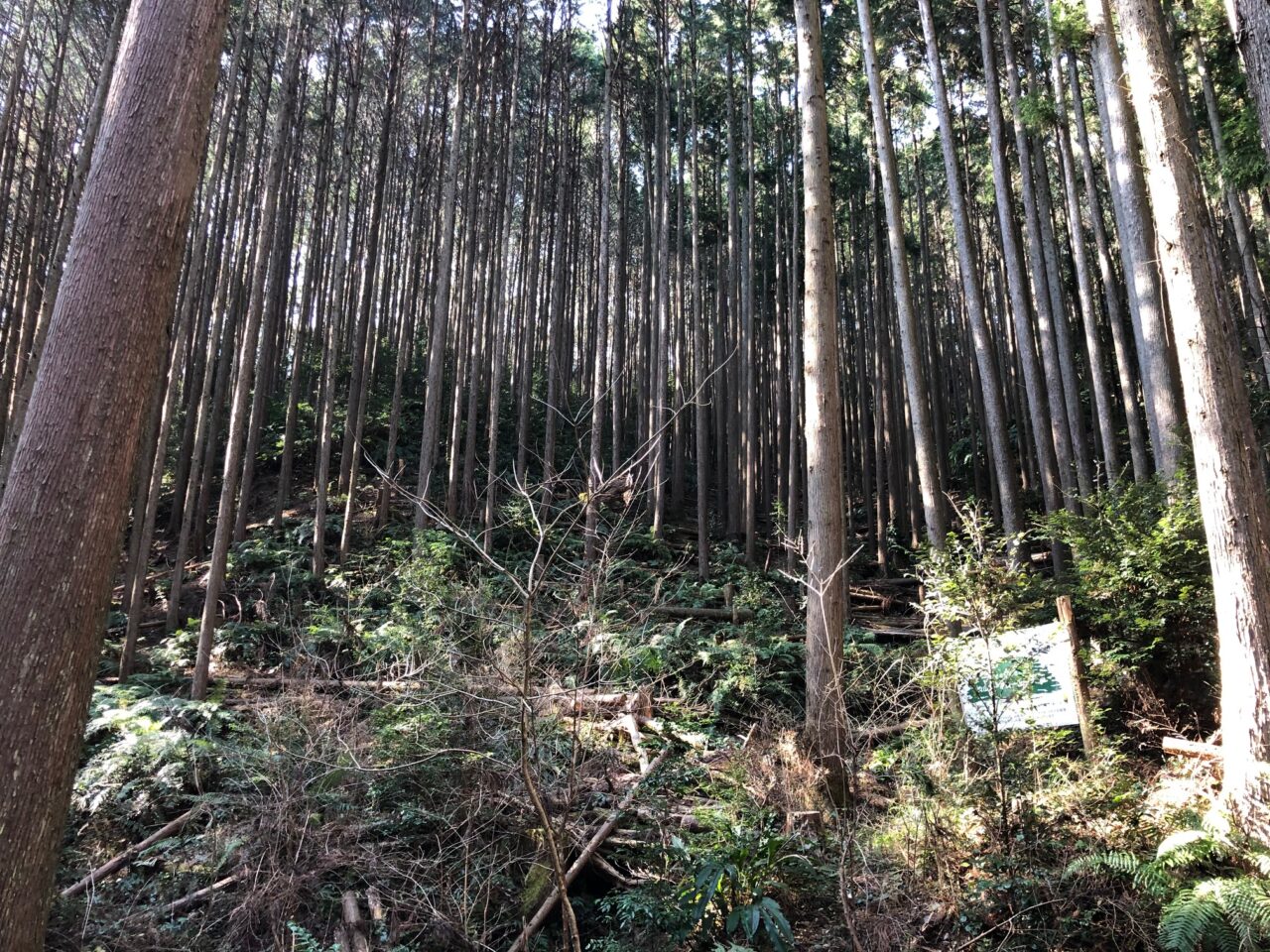 ウッドショックなのに輸出？