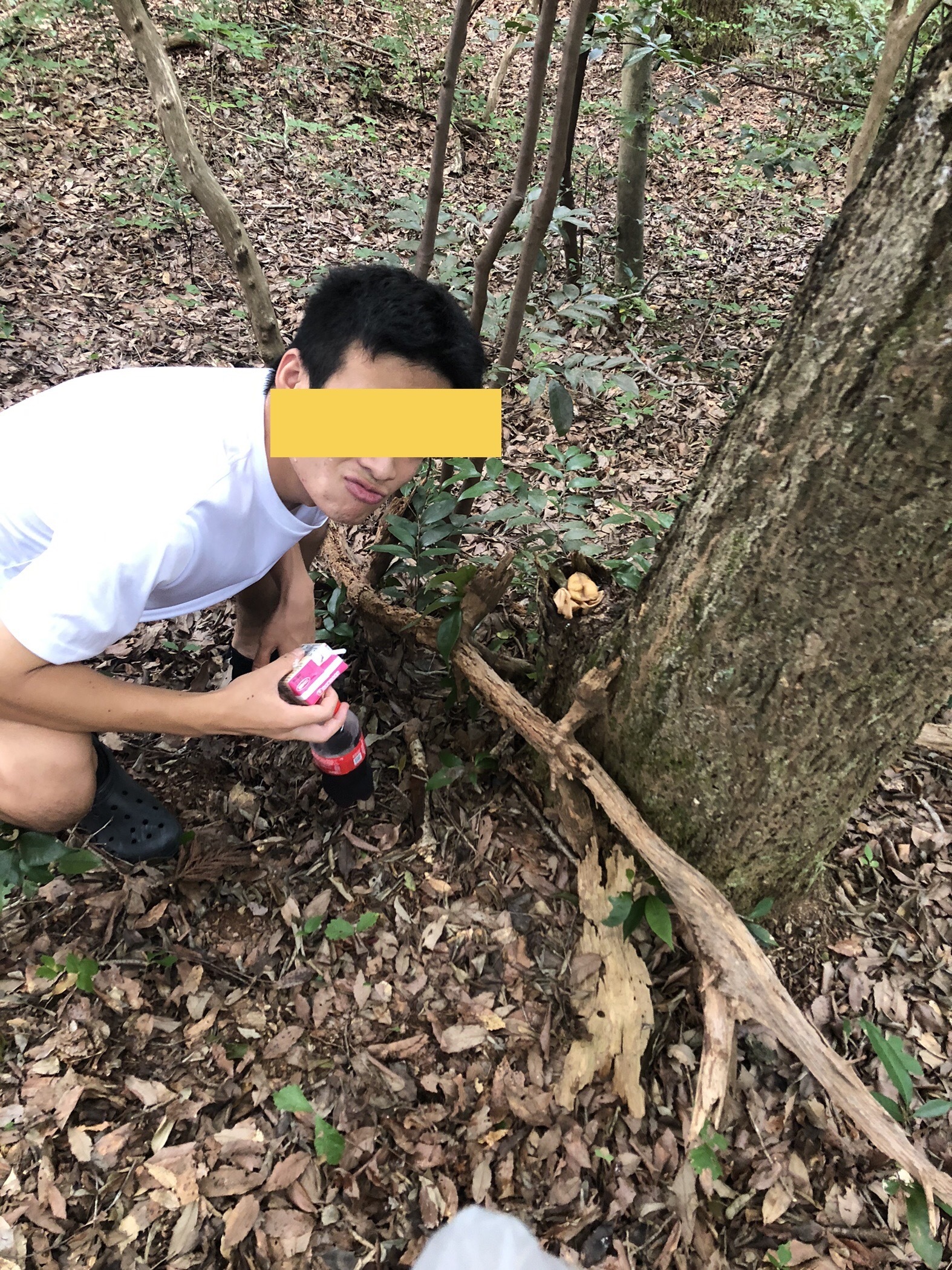 突然のカブトムシ捕獲作戦