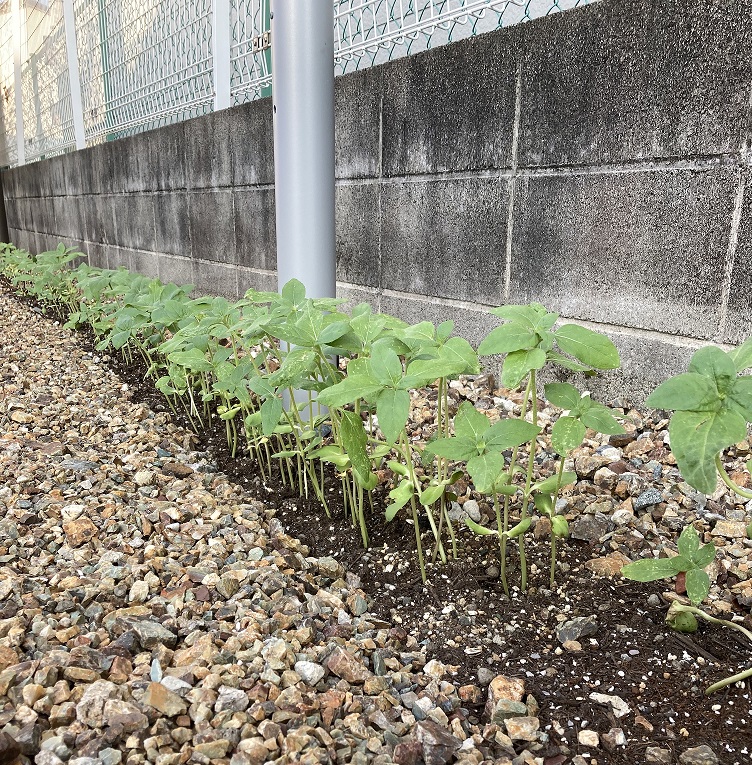 ひまわりを植えた