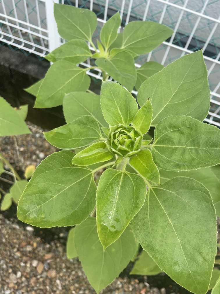 向日葵の蕾の様子