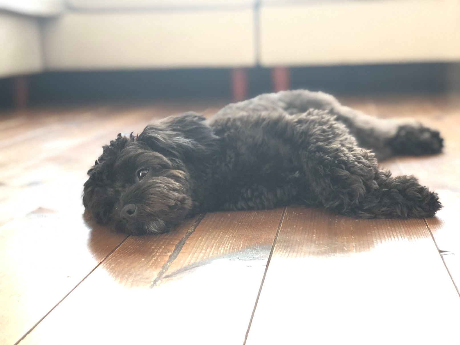 犬と暮らす　自然素材の家