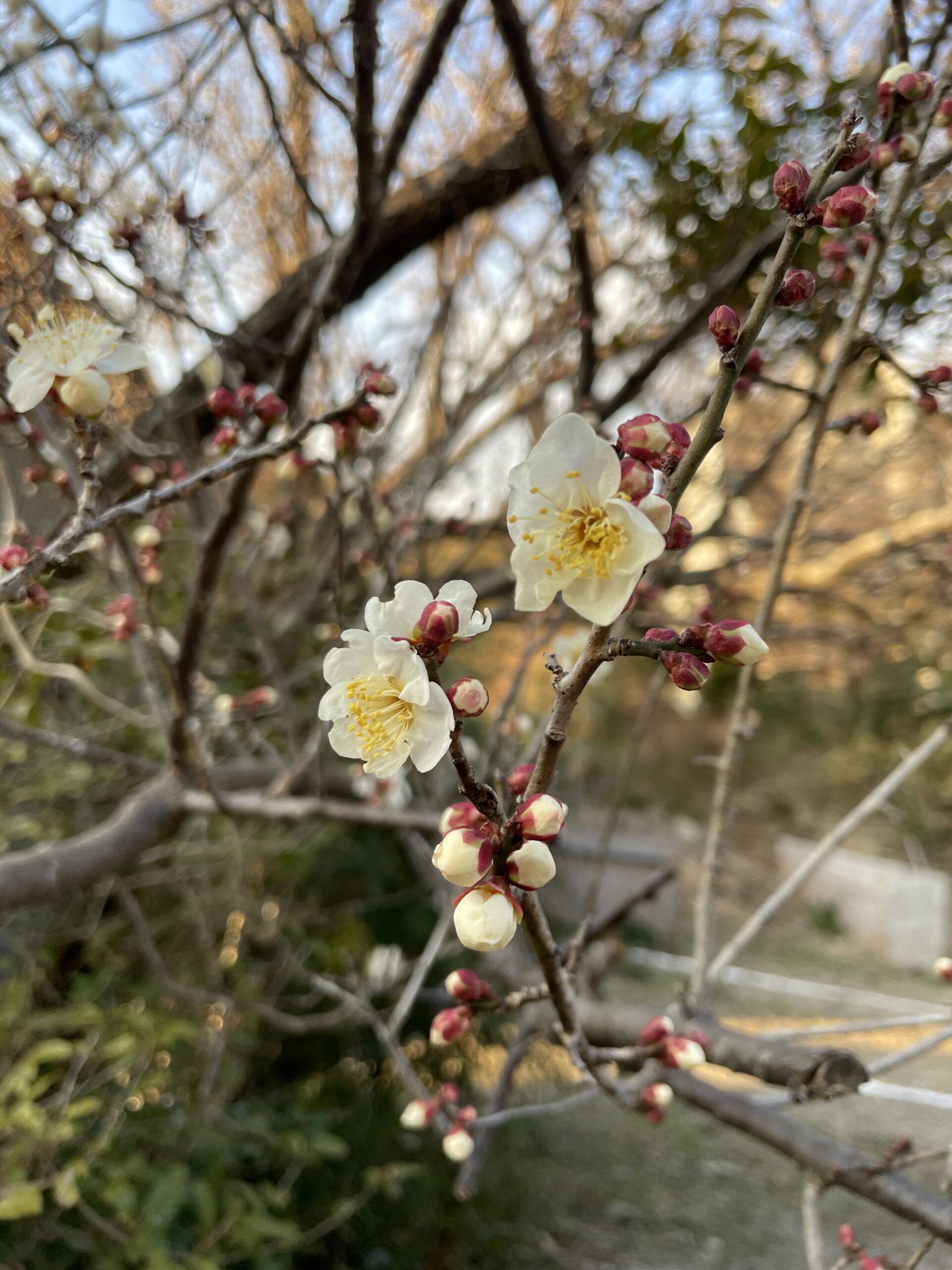 白馬の様子