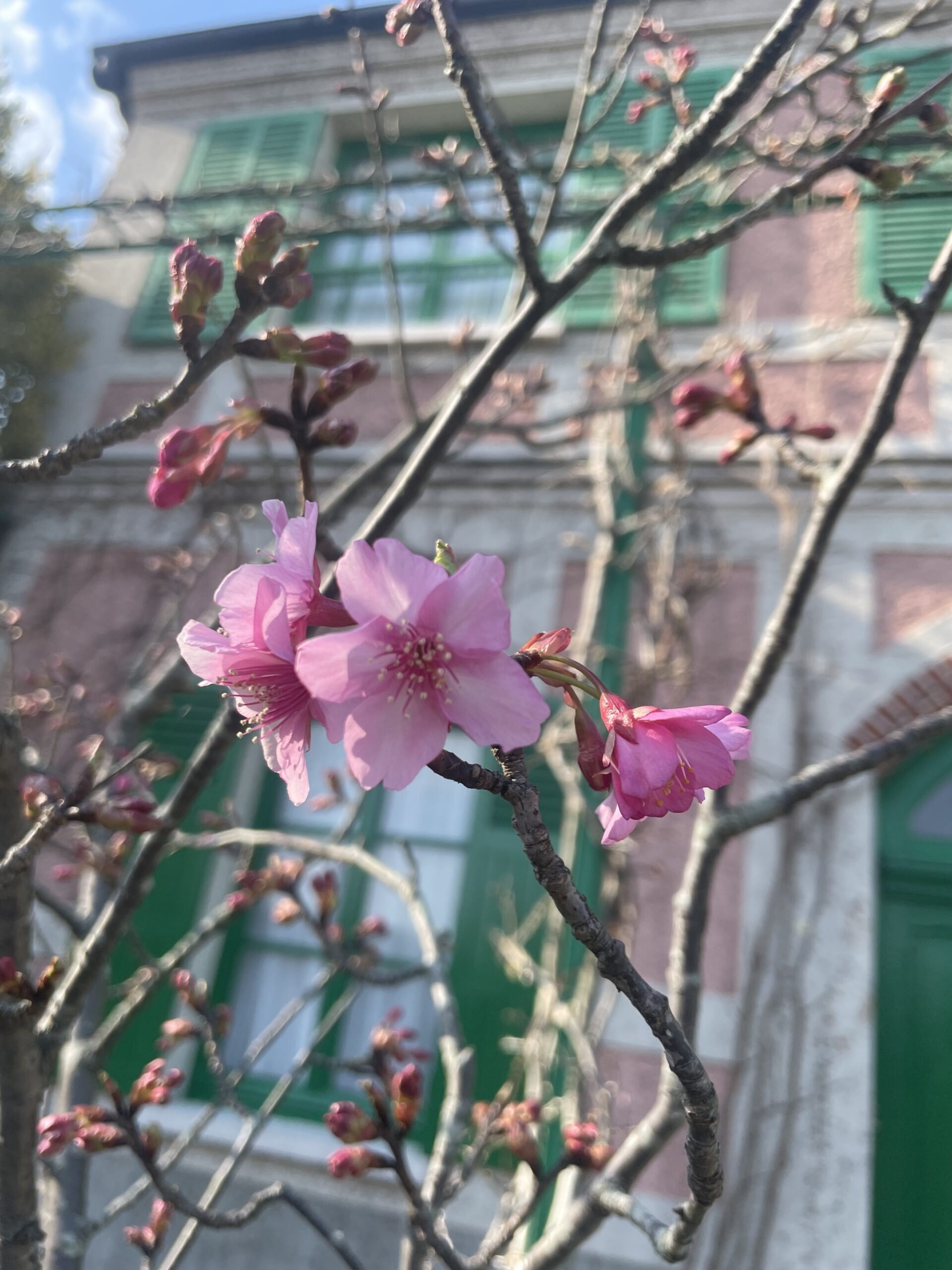 花の様子