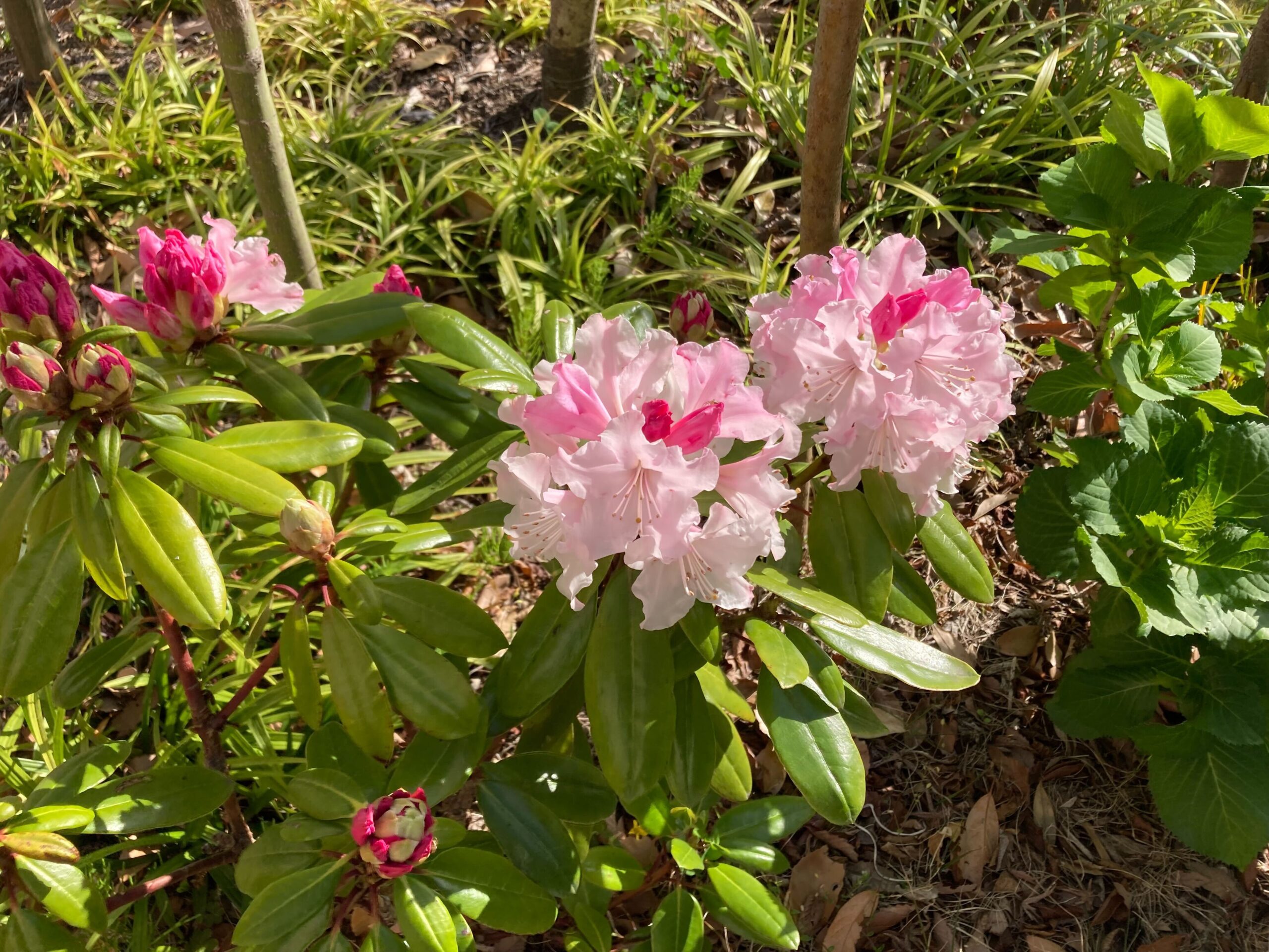 将来の夢はお花屋さん