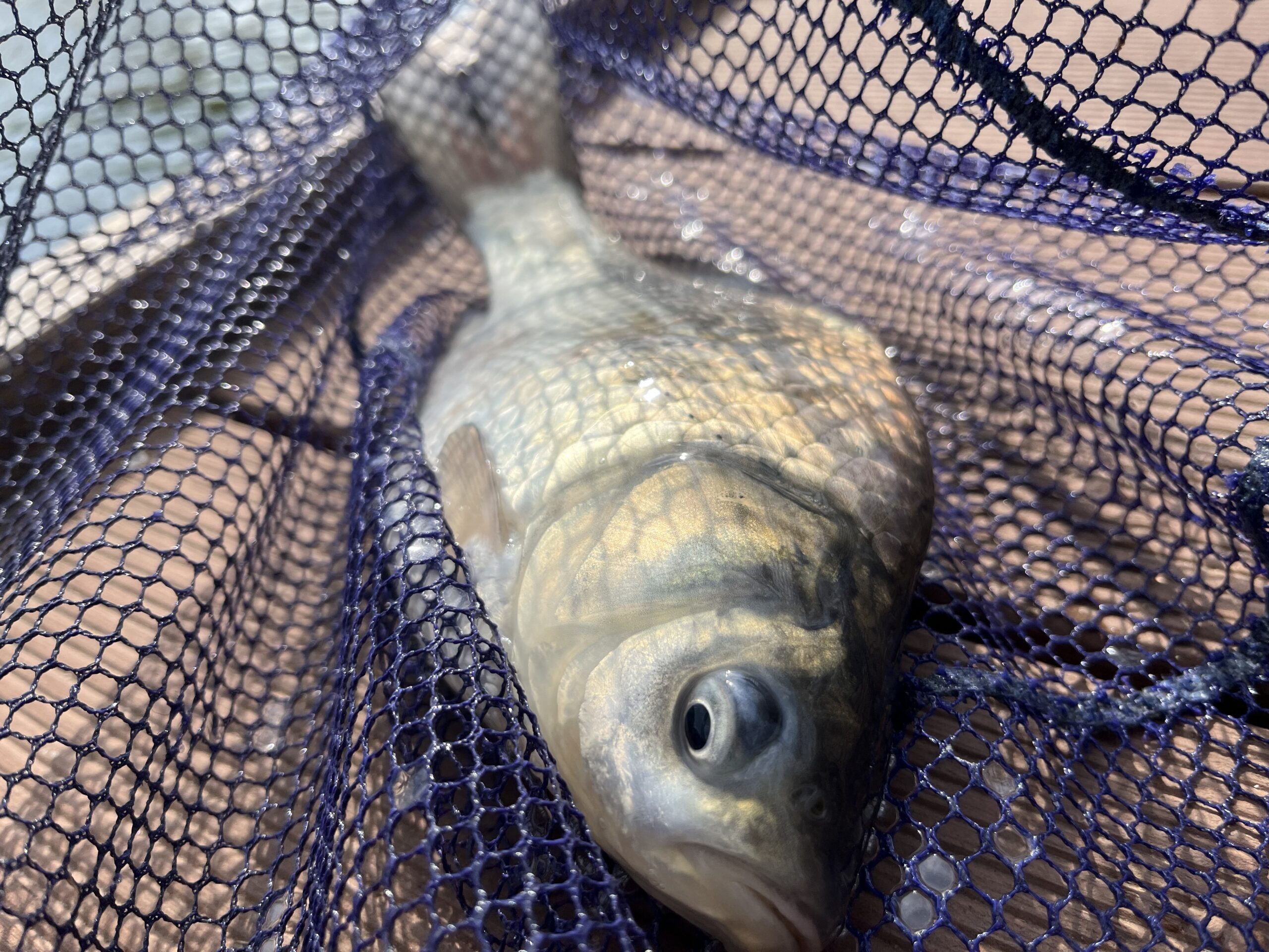 魚釣りサムネ