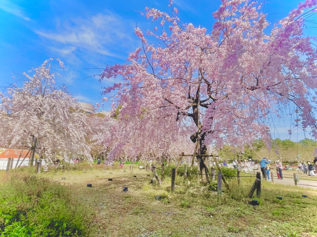 桜