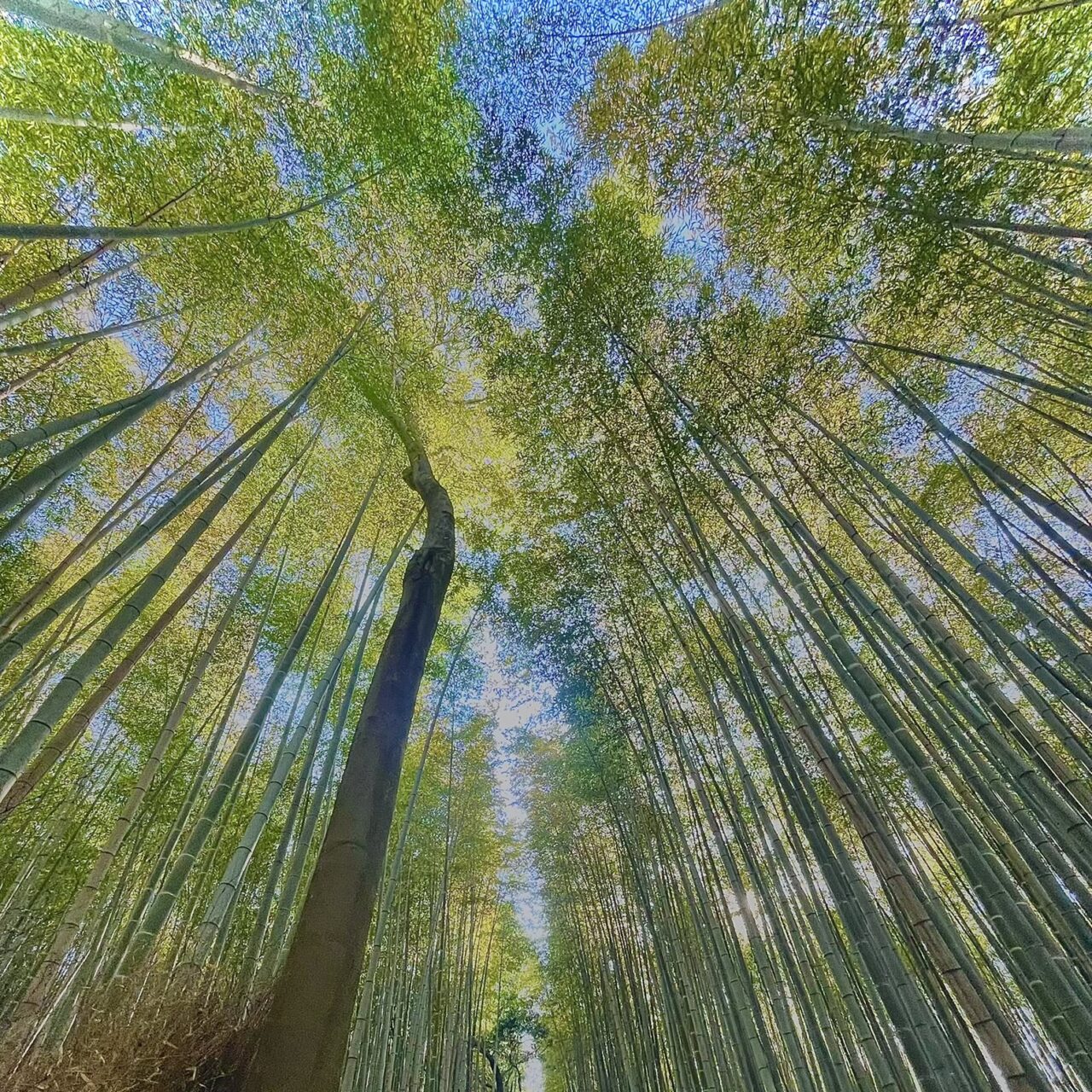 京都へグルメツアー