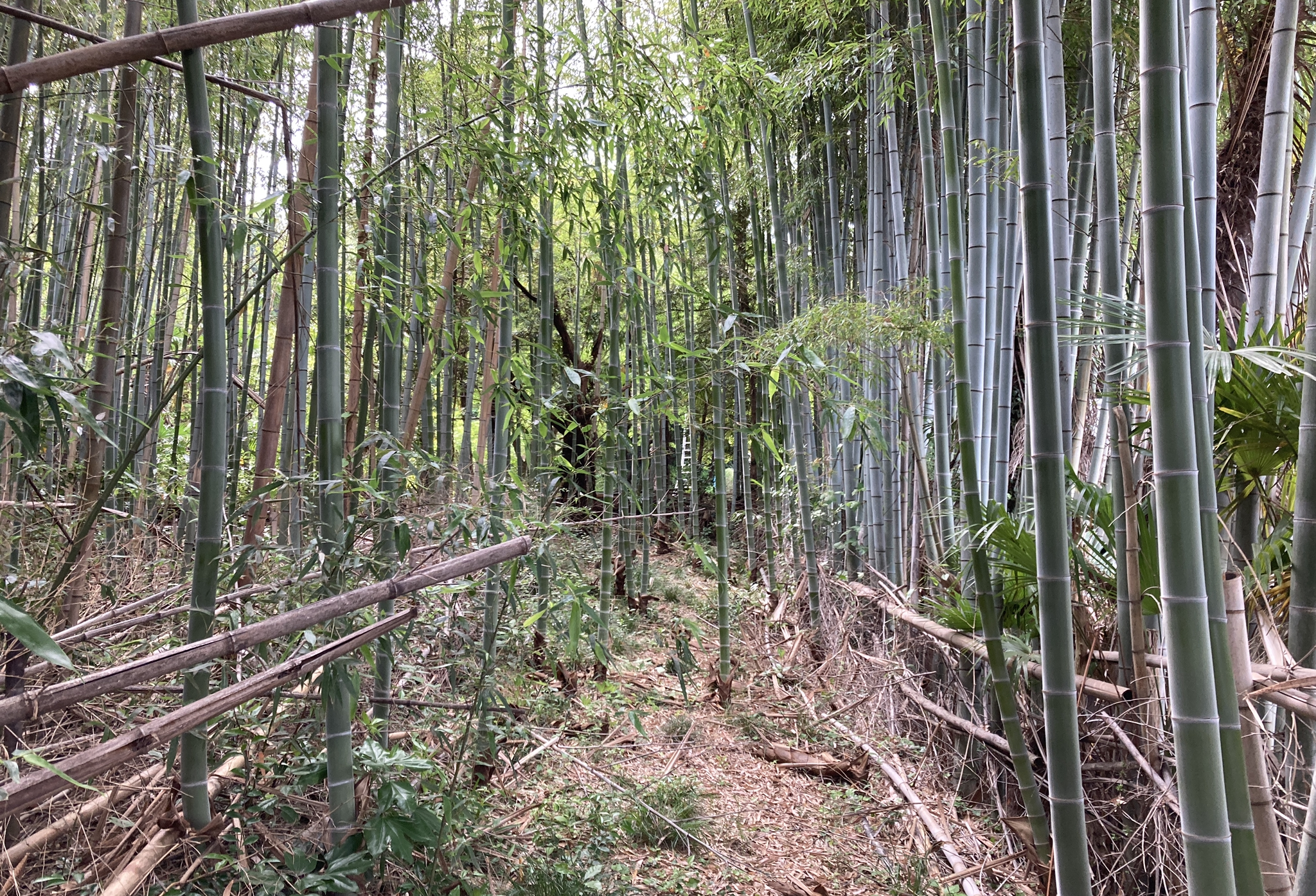 竹林のなか