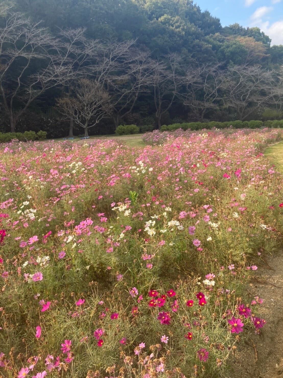 コスモス畑の様子