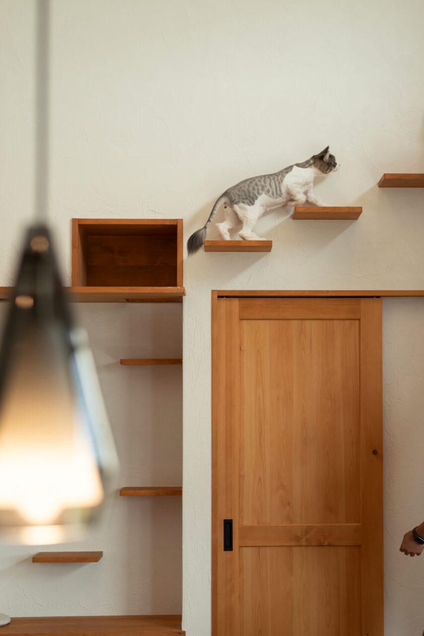 お気に入りの場所がいっぱい！猫スペース