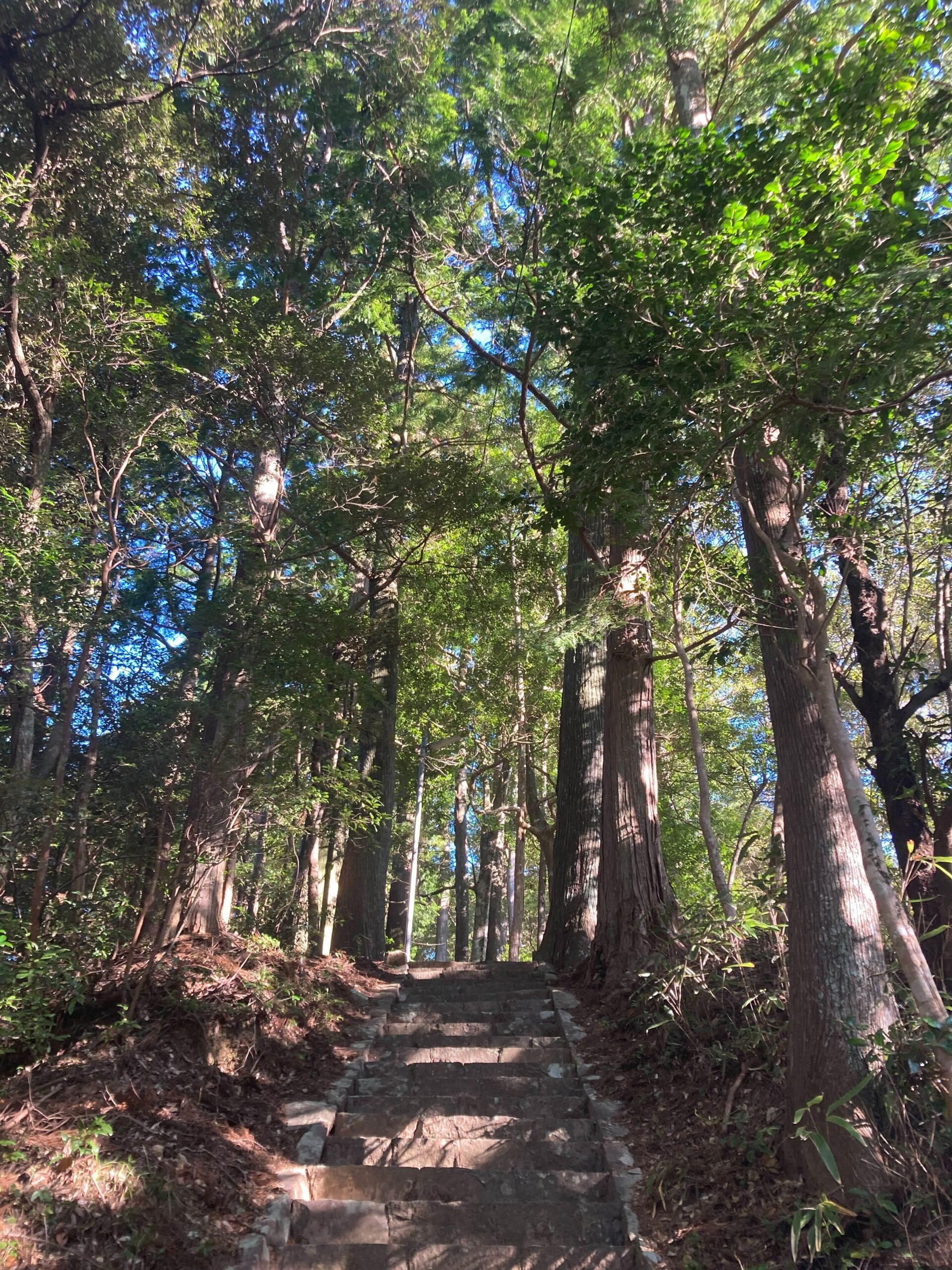 神秘的な神社　田舎　木