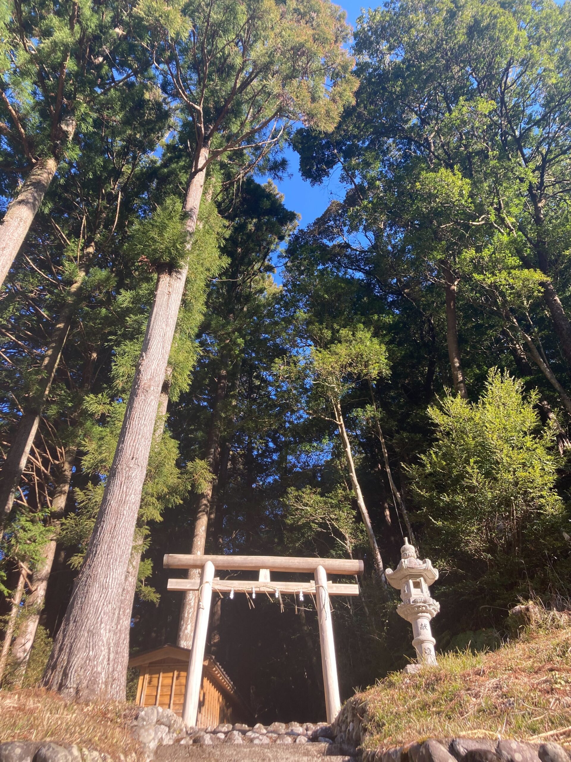 神秘的な神社　田舎　木