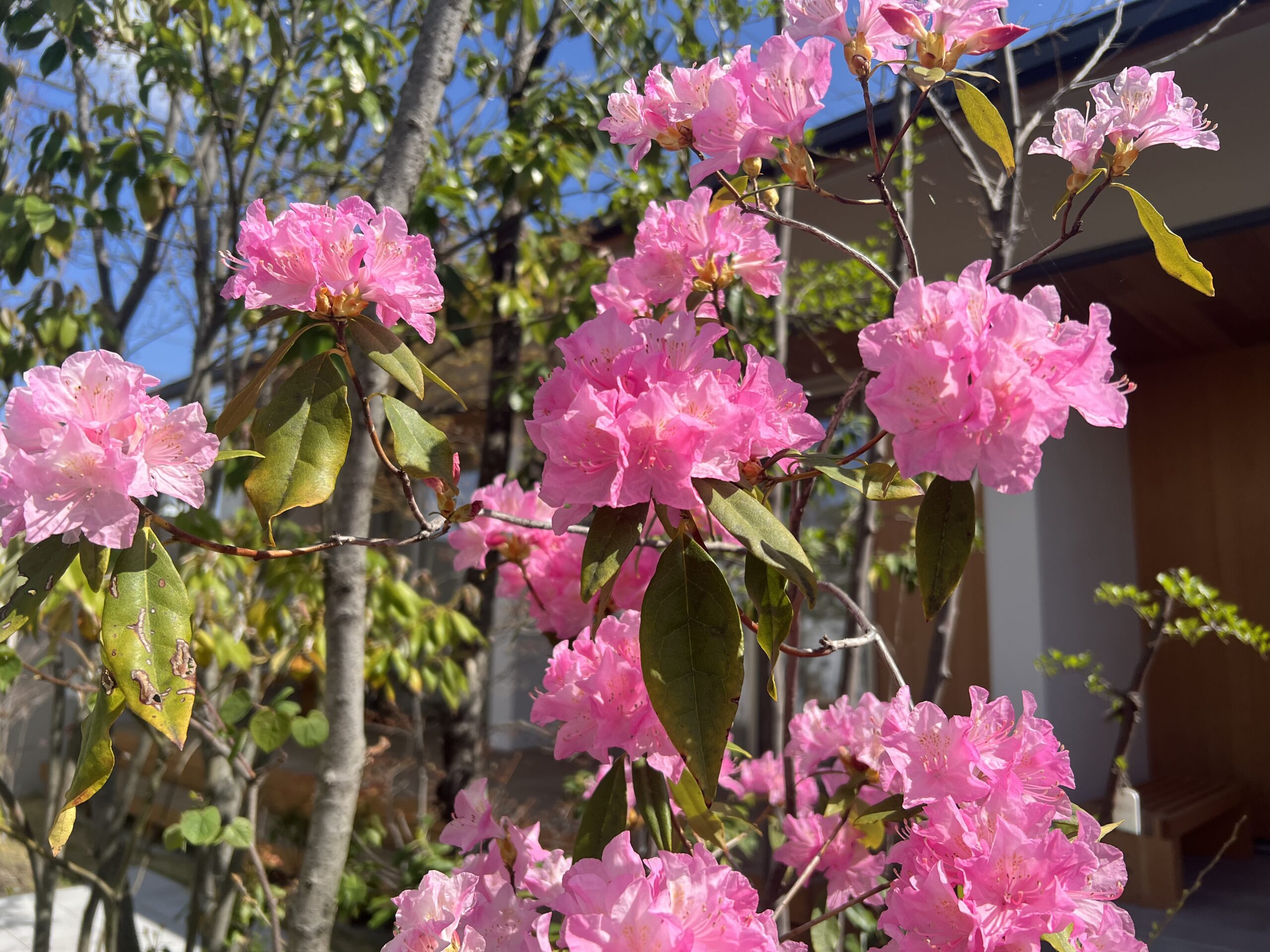 エモトープに春が来た～🌸