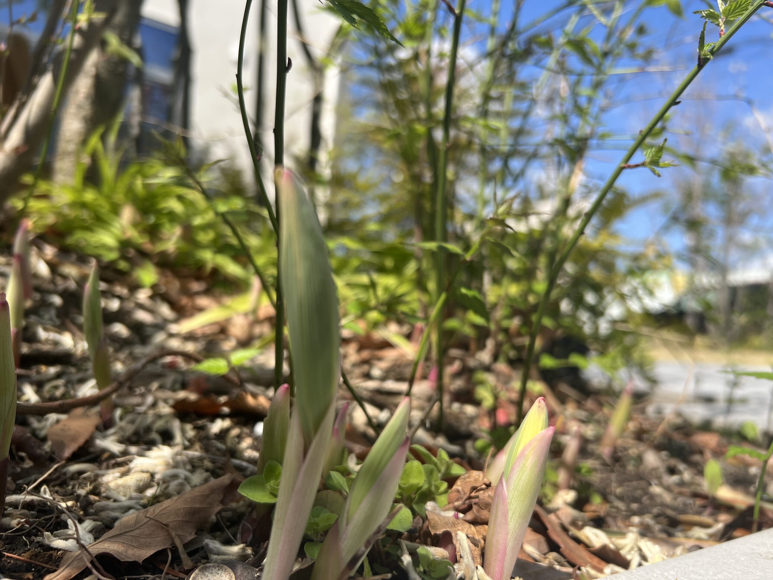 エモトープの新芽