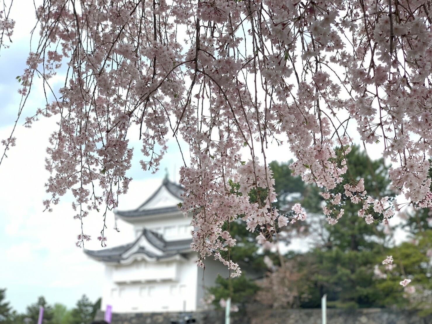 名古屋城さくらまつり