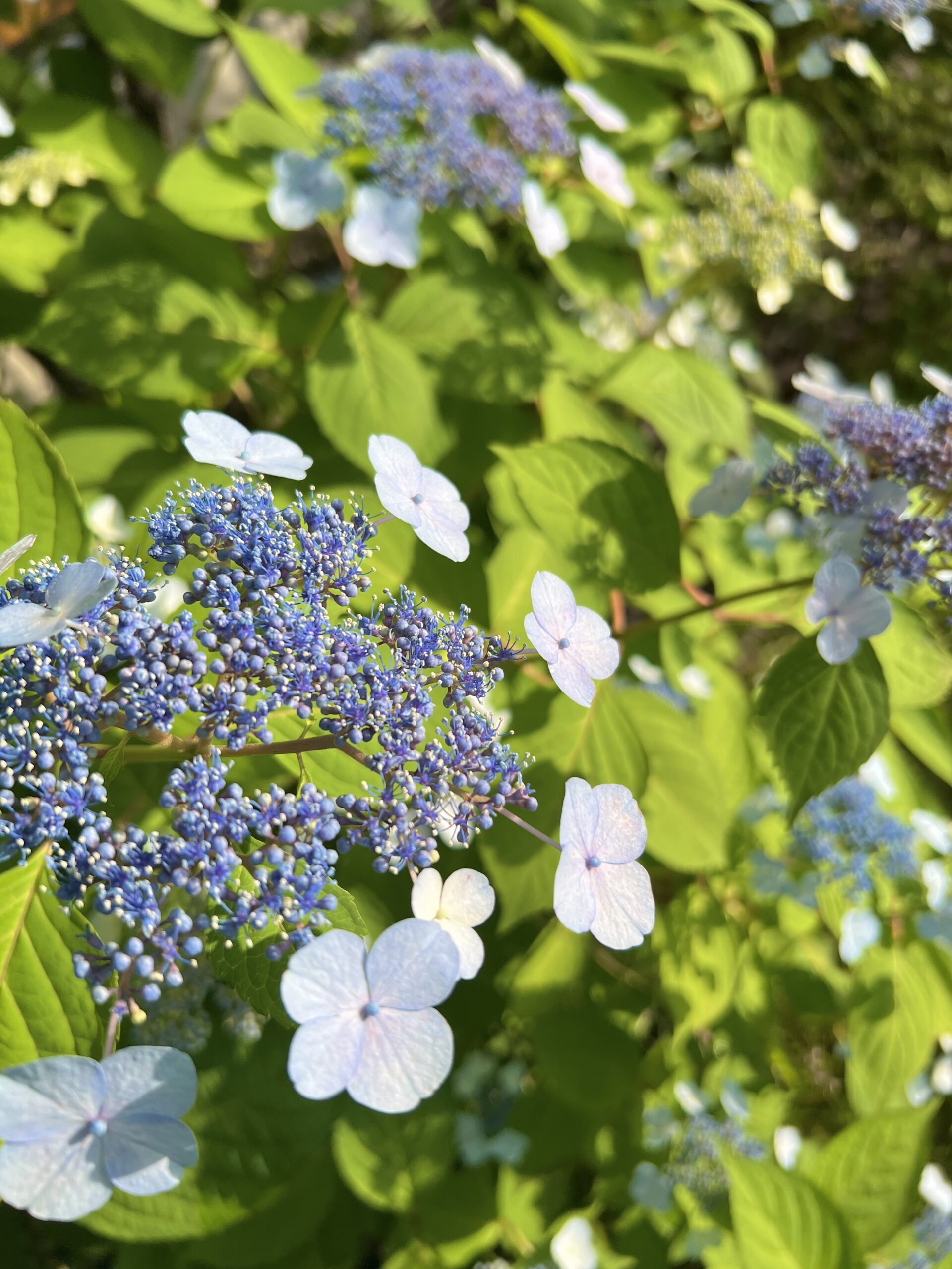 紫陽花