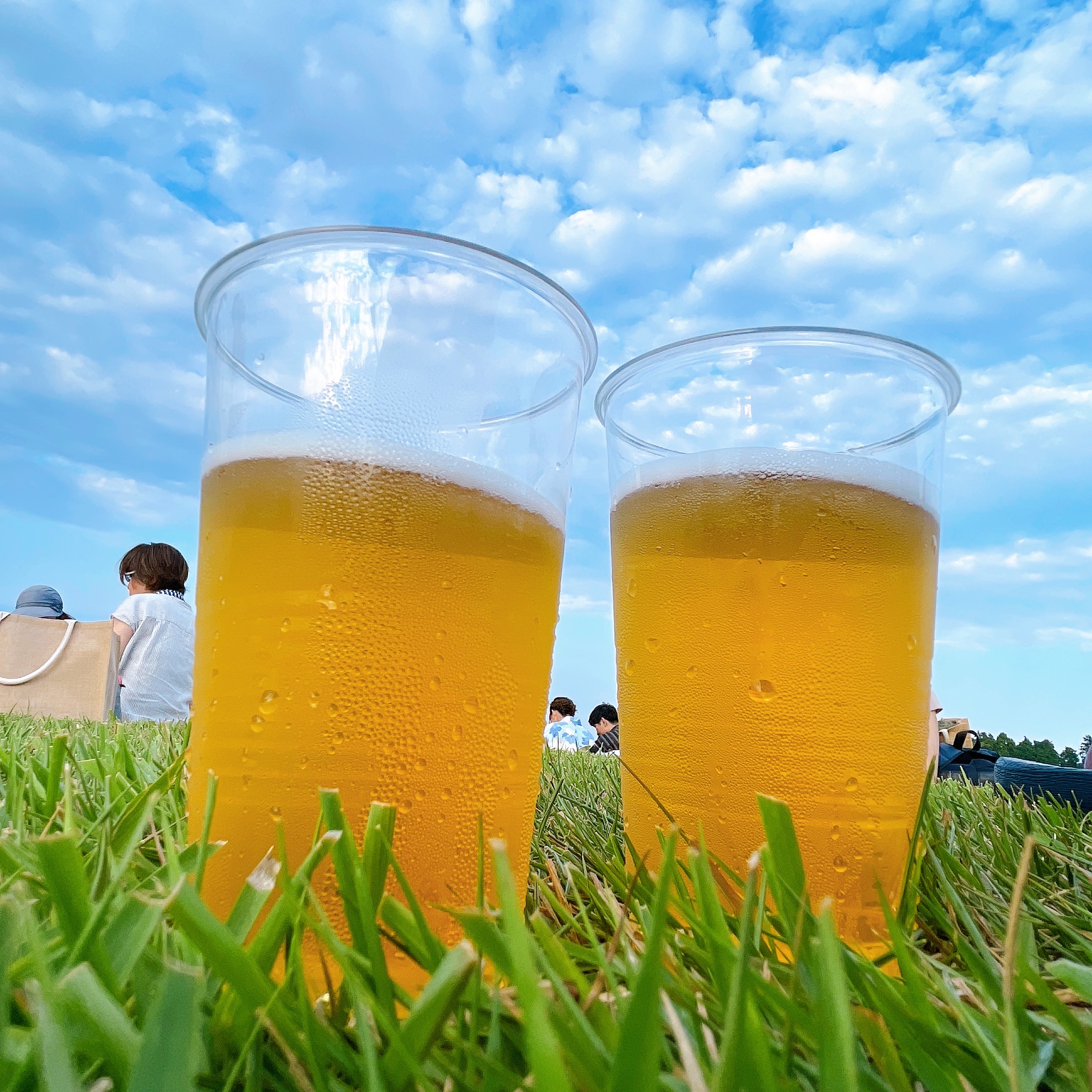 芝生ビールの様子