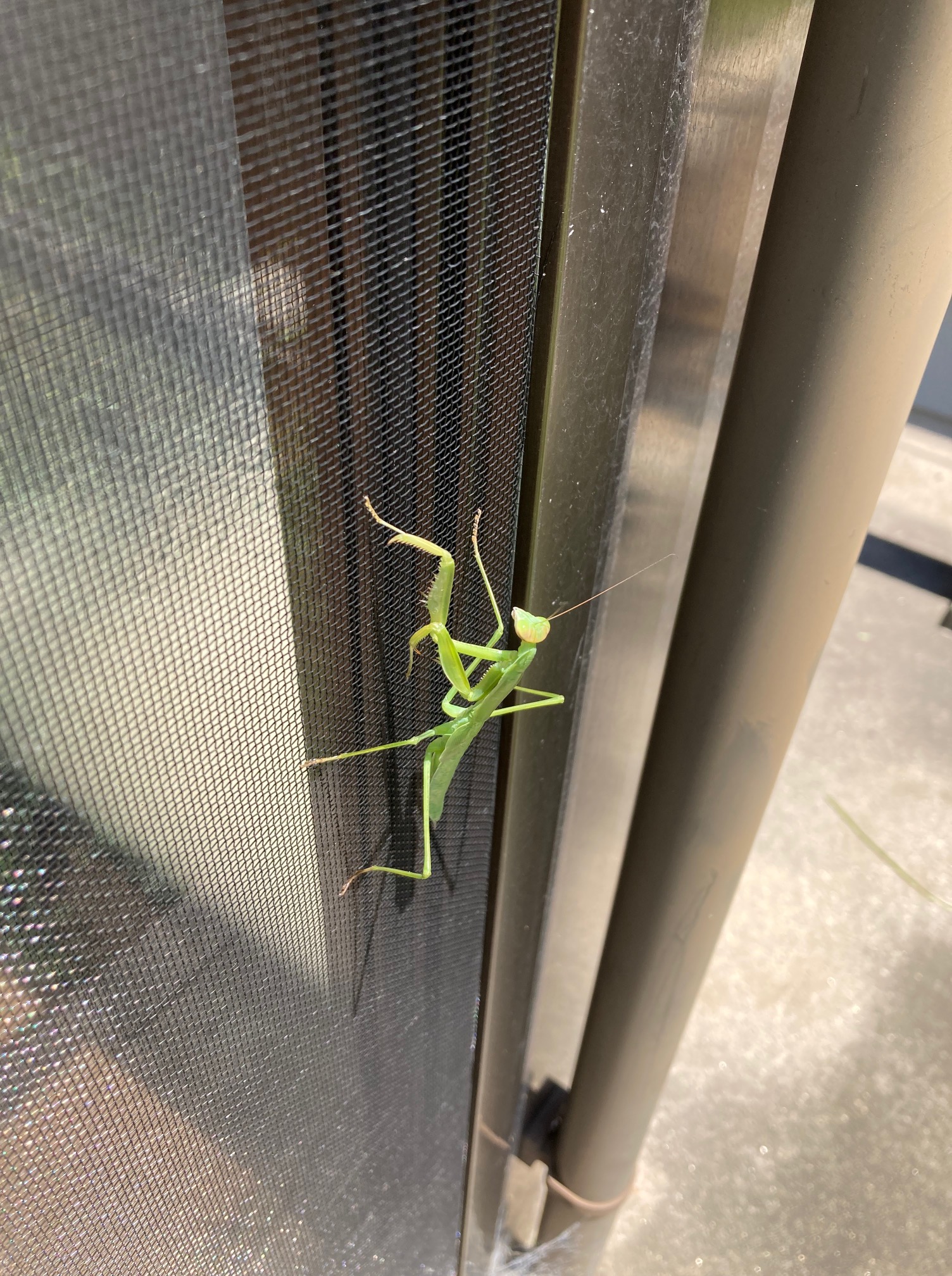 逃げるカマキリと頑張り屋さん