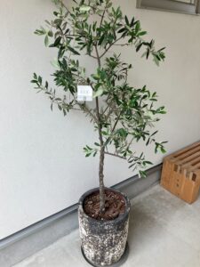 EMOTOPのオリーブ鉢植え