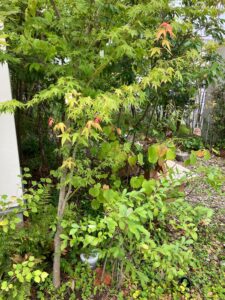 EMOTOPの植物ご紹介②