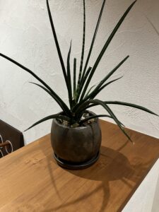 お気に入りの植物