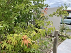 モデルハウスの季節による植栽の葉の色の変化