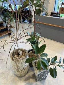 スタジオの植物たち②